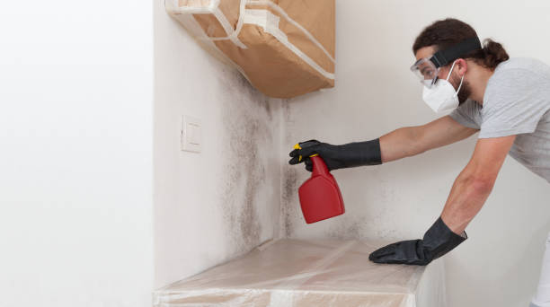 Professional Black Mold Remediation technician working in Lexington, MA