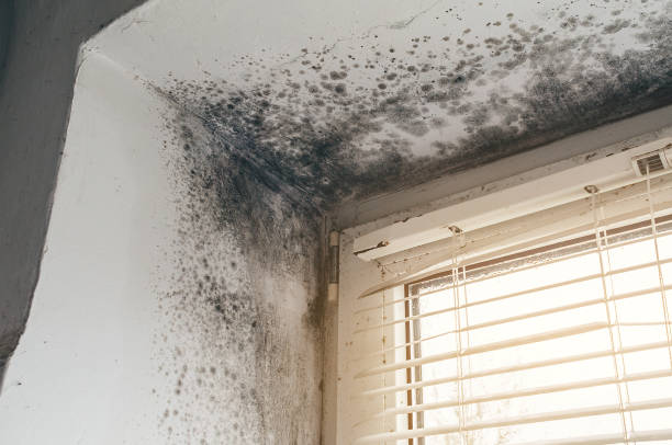 Affordable Black Mold Remediation solutions in Lexington, MA